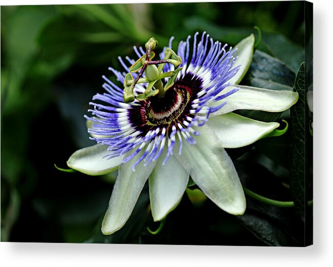 Passiflora Acrylic Print featuring the photograph Blue Crown Passion Flower by Debbie Oppermann