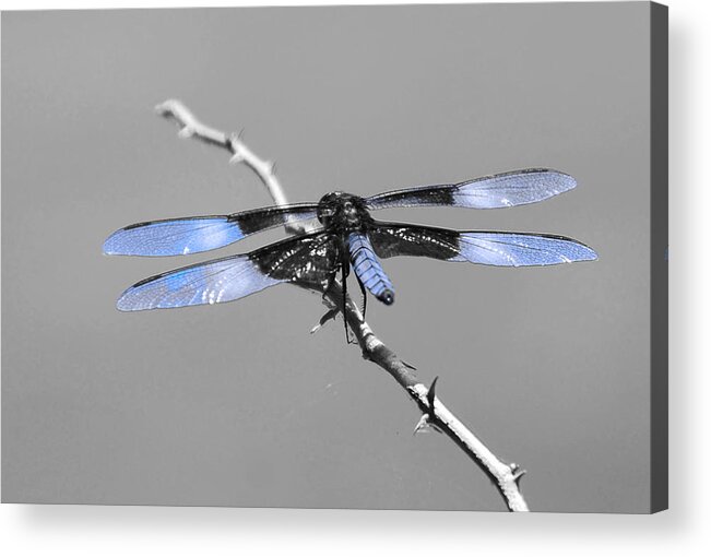 Bugs Acrylic Print featuring the photograph Blue Dragon by Cindy Manero