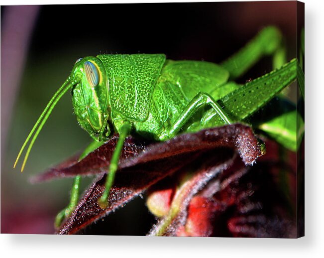 Macro Acrylic Print featuring the photograph Blue Eyed Green Grasshopper 001 by George Bostian