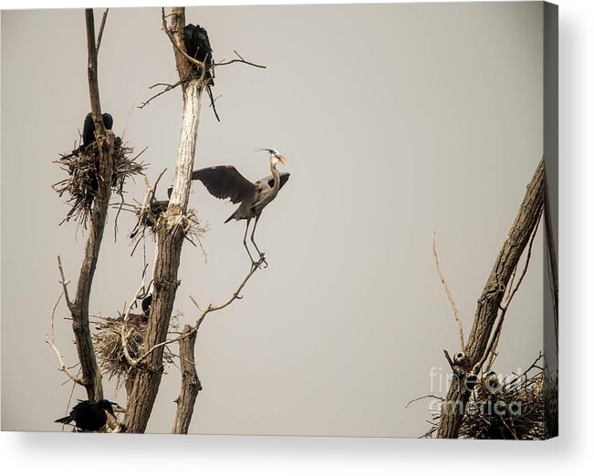 Rookery Acrylic Print featuring the photograph Blue Heron Posing by David Bearden