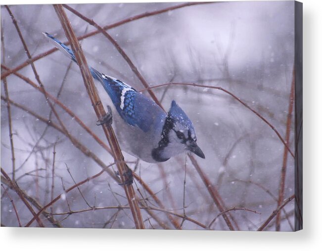 Birds Acrylic Print featuring the photograph Blue Jay Way by Ross Powell