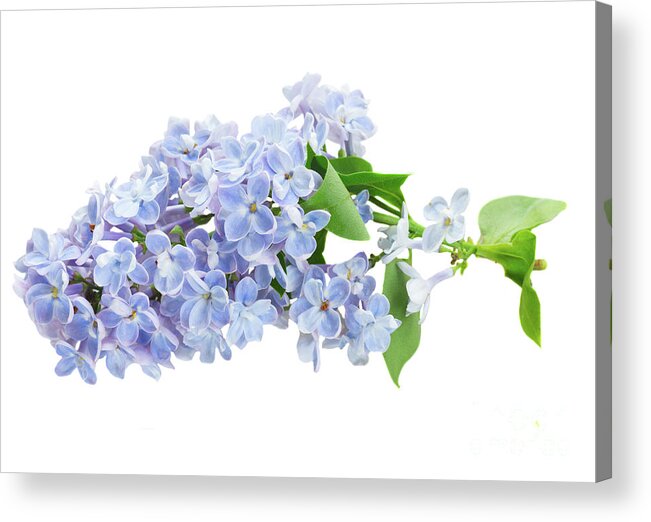 Lilac Acrylic Print featuring the photograph Blue Lilac by Anastasy Yarmolovich