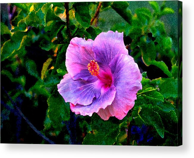 Flower Acrylic Print featuring the photograph Blue Moon Hibiscus by Steve Karol