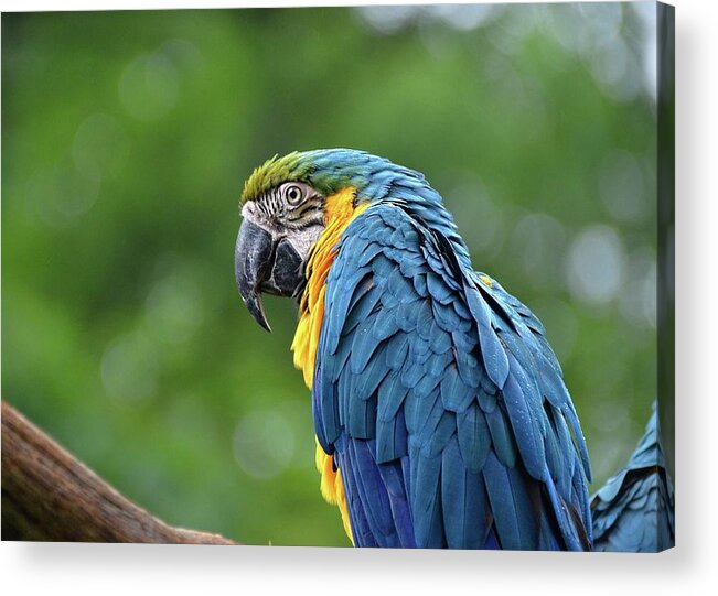 Macaw Acrylic Print featuring the photograph Blue Macaw by Ronda Ryan