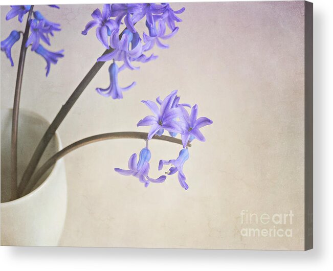 Still Life Acrylic Print featuring the photograph Blue purple flowers in white china cup by Lyn Randle