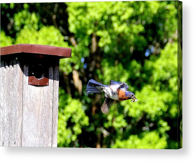 Bluebird Acrylic Print featuring the photograph Bluebird Exit by Allen Nice-Webb