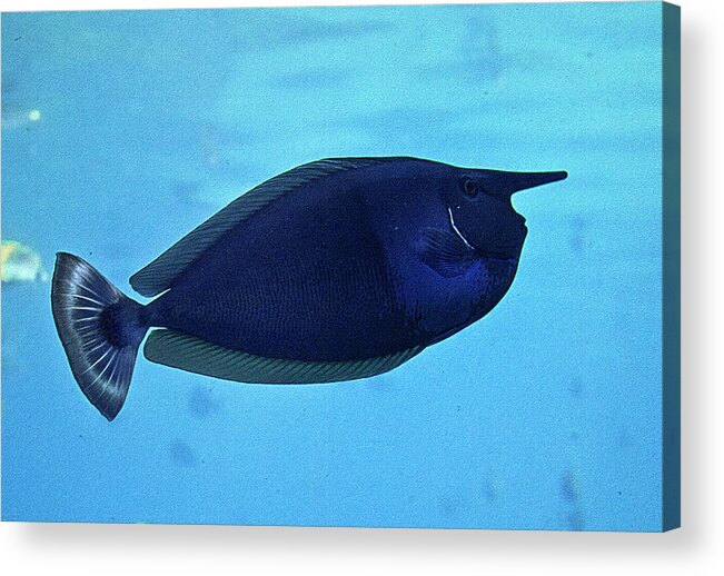 Fish Acrylic Print featuring the photograph Bluespine Unicorn Fish by Miroslava Jurcik