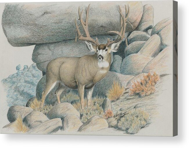 Mule Deer Acrylic Print featuring the drawing Boulder Buck by Darcy Tate