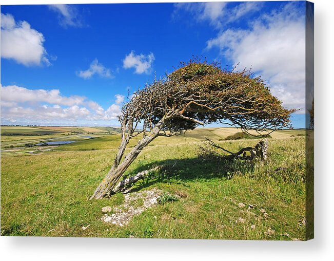 Background Acrylic Print featuring the photograph Bowing Tree by Jaroslaw Grudzinski
