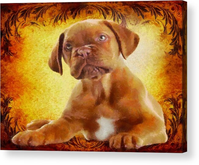 Puppy Acrylic Print featuring the digital art Boxer Puppy by Charmaine Zoe