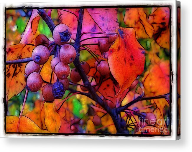 Bradford Acrylic Print featuring the photograph Bradford Pear in Autumn by Judi Bagwell