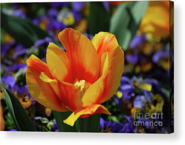 Tulip Acrylic Print featuring the photograph Bright Colored Yellow and Red Striped Tulip Blossom by DejaVu Designs
