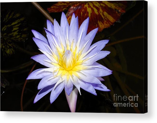 Lily Acrylic Print featuring the photograph Brilliant Beauty by David Lee Thompson