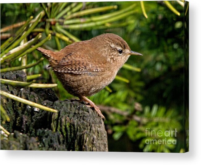 Wren Acrylic Print featuring the photograph British Wren by Martyn Arnold