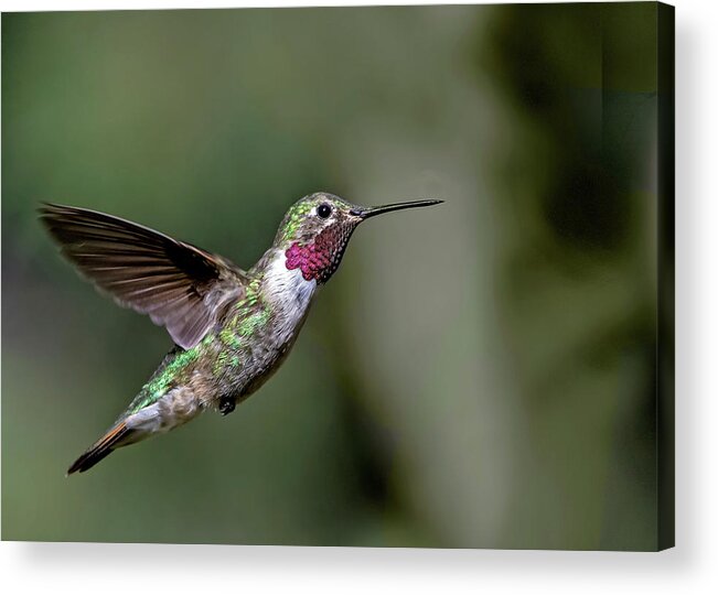 Broad-tailed Hummingbird Acrylic Print featuring the photograph Broad-tailed Hummingbird Male by Dawn Key
