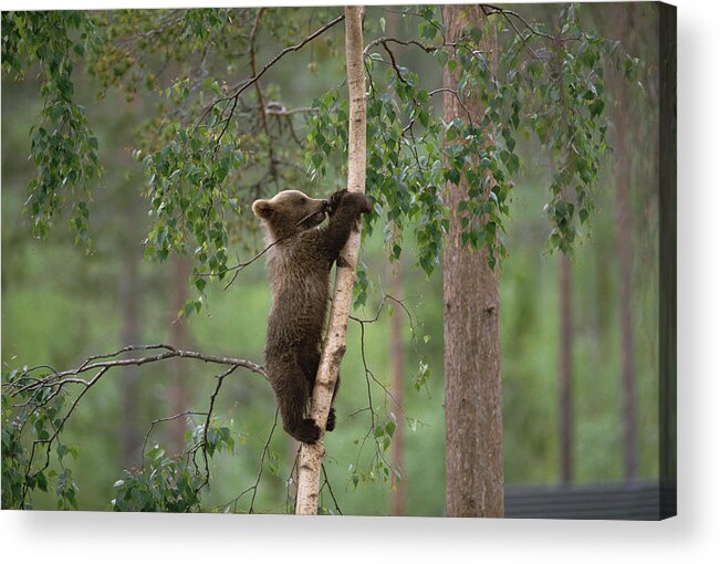 Mp Acrylic Print featuring the photograph Brown Bear Ursus Arctos Cub Climbing by Konrad Wothe