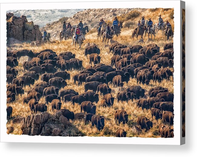 Antelope Island Acrylic Print featuring the photograph Buffalo Roundup by Kristal Kraft