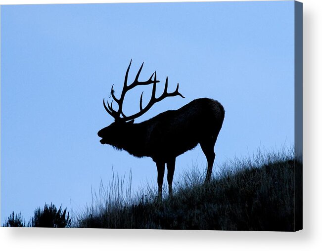 Yellowstone National Park Acrylic Print featuring the photograph Bull Elk Silhouette by Larry Ricker