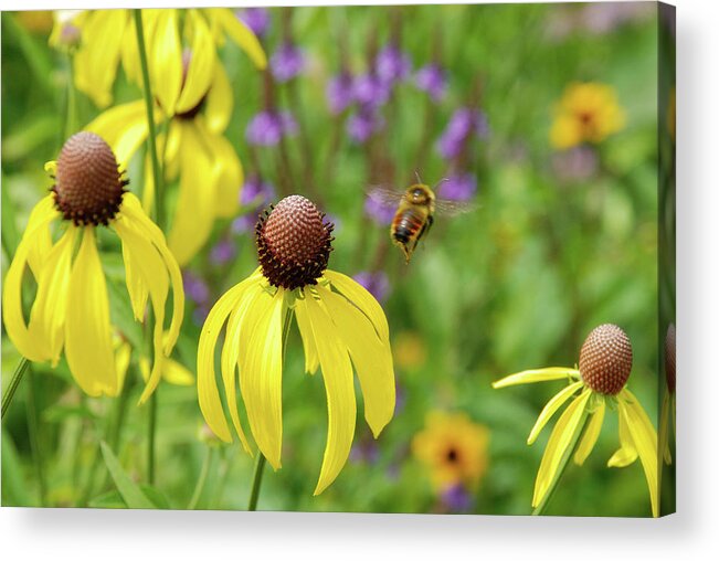 Flowers Acrylic Print featuring the photograph Bumble Bee Heaven by Janice Adomeit