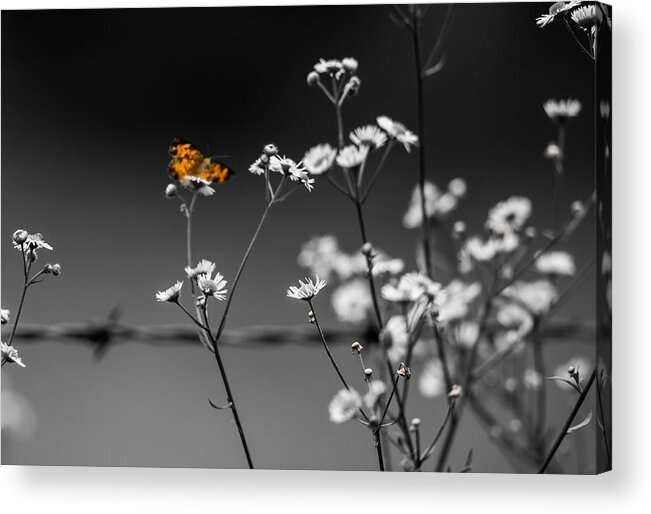 Butterfly Acrylic Print featuring the photograph Butterfly and Barb Wire by Holden The Moment