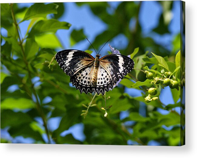 Butterfly Acrylic Print featuring the photograph Butterfly and Blue Sky by Sandy Keeton