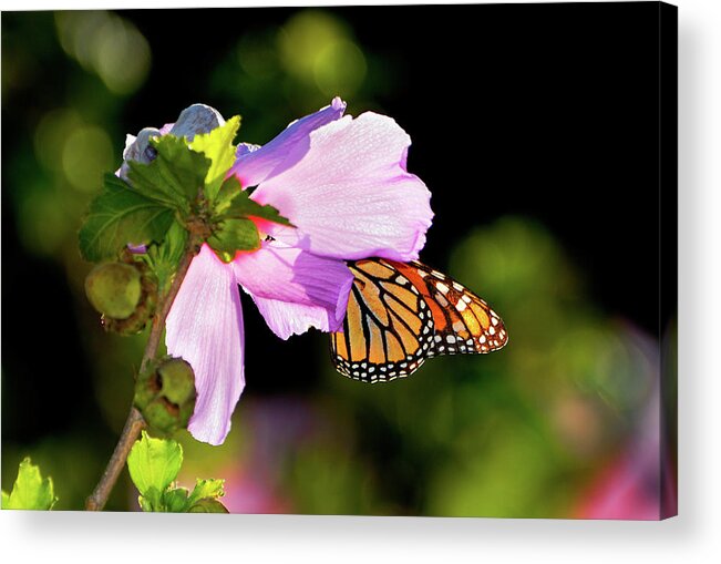 Monarch Butterfly Acrylic Print featuring the photograph Butterfly Sunset by Betty LaRue