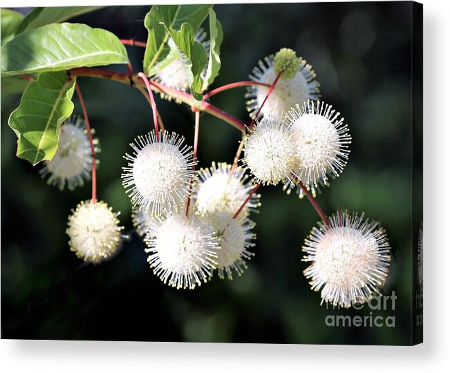 Nature Acrylic Print featuring the photograph Buttonbush by Diann Fisher