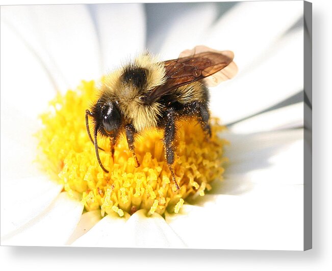 Bumble Bee Acrylic Print featuring the photograph Buzz by Jason Hochman