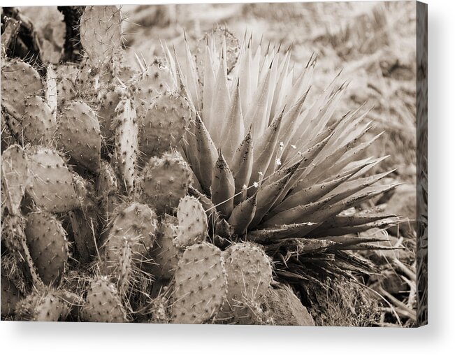 Prickly Pear Cactus Acrylic Print featuring the photograph Cactus by Bob Coates