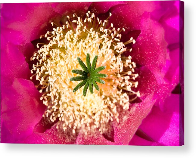 Strawberry Hedgehog Acrylic Print featuring the photograph Cactus Color by Carl Amoth