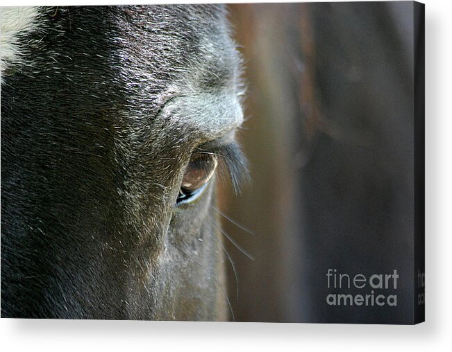 Cades Cove Acrylic Print featuring the photograph Cades Cove Horse 20160525_247 by Tina Hopkins