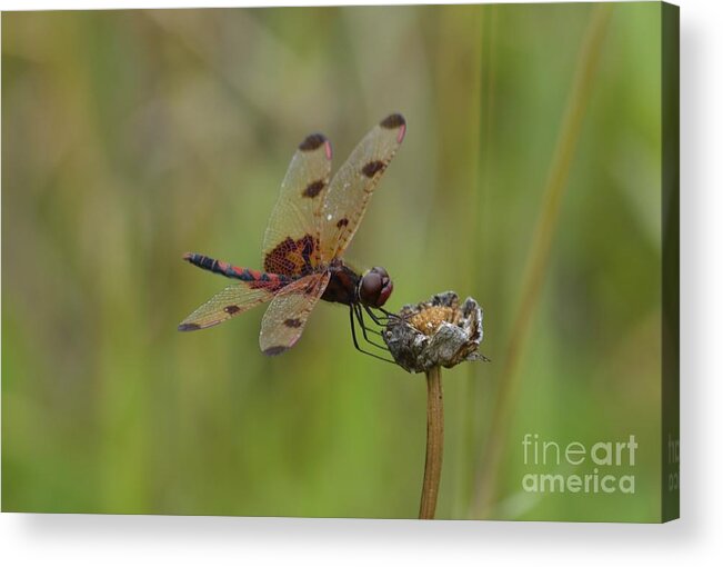 Teter Creek Lake Acrylic Print featuring the photograph Calico Pennant by Randy Bodkins