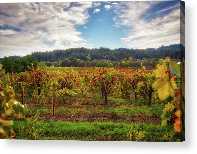 Sonoma Acrylic Print featuring the photograph California Wine County - Sonoma Vineyard by Jennifer Rondinelli Reilly - Fine Art Photography
