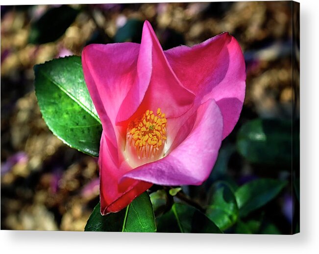 Camellia. Flower Acrylic Print featuring the photograph Camellia - Tulip Time 001 by George Bostian