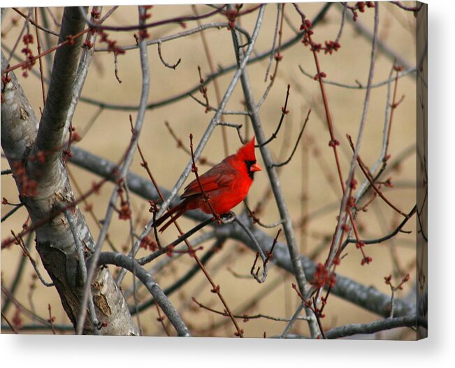 Bird Acrylic Print featuring the photograph Cardinal by David Dunham