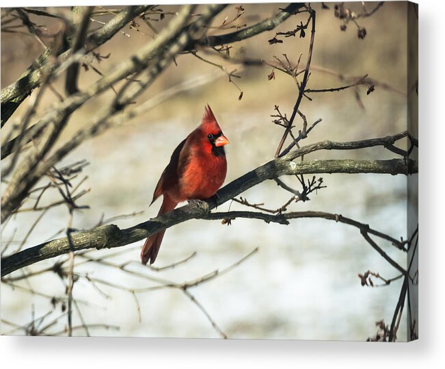 Jan Holden Acrylic Print featuring the photograph Cardinal  by Holden The Moment