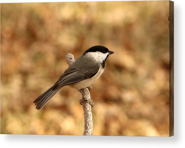 Nature Acrylic Print featuring the photograph Carolina Chickadee on Branch by Sheila Brown