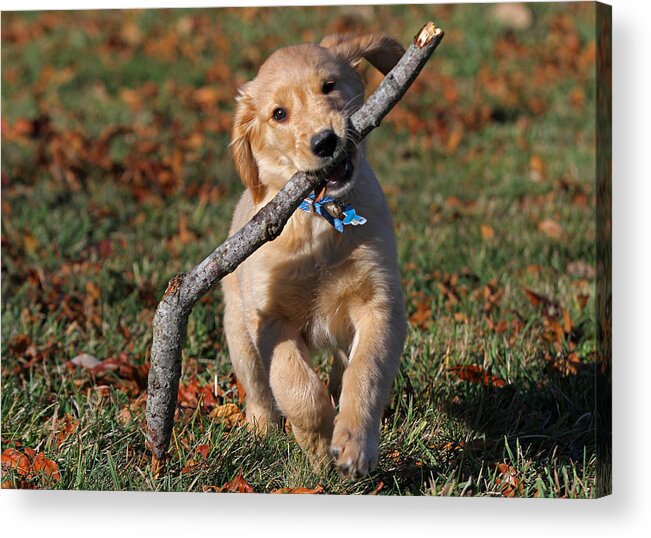 Puppy Acrylic Print featuring the photograph Carring the Load by Juergen Roth