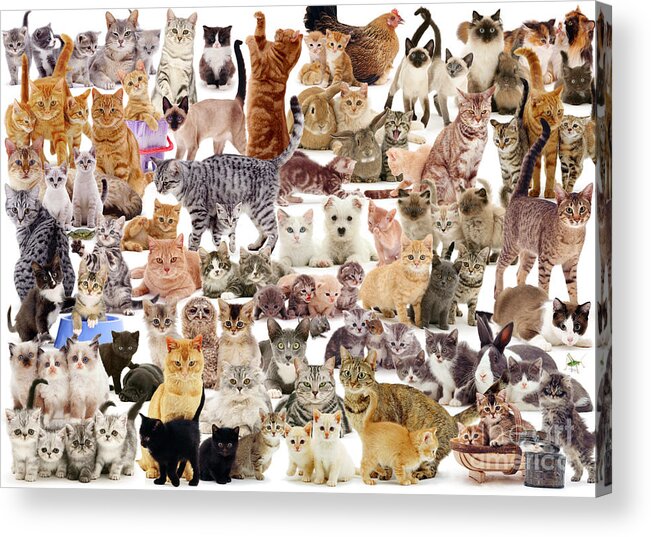 Cat Acrylic Print featuring the photograph Cat Montage by Warren Photographic