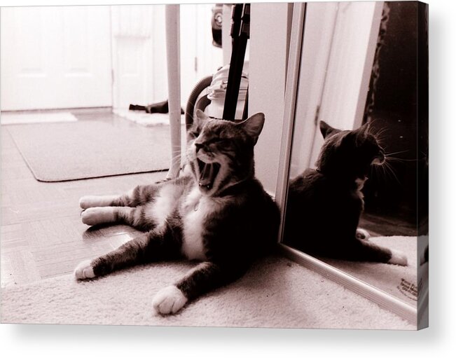 Cat Yawn Acrylic Print featuring the photograph Cat Yawn by Katherine Huck Fernie Howard