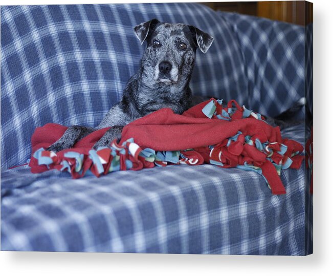 Catahoula Leopard Dog Acrylic Print featuring the photograph Catahoula Leopard Dog in blue by Valerie Collins