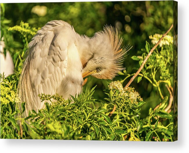 Florida Acrylic Print featuring the photograph Cattle Egret preening by Jane Luxton