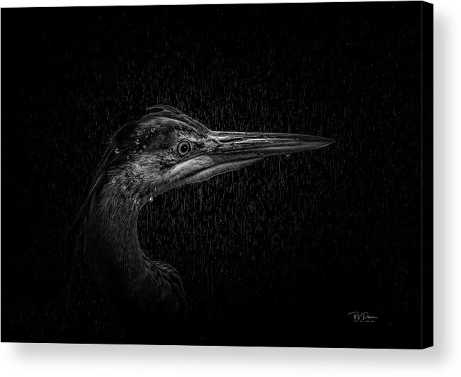 Animal Acrylic Print featuring the photograph Caught in the Rain by Bill Posner