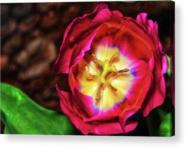 Red Acrylic Print featuring the photograph Centerpiece - Grand Opening RedTulip 005 by George Bostian