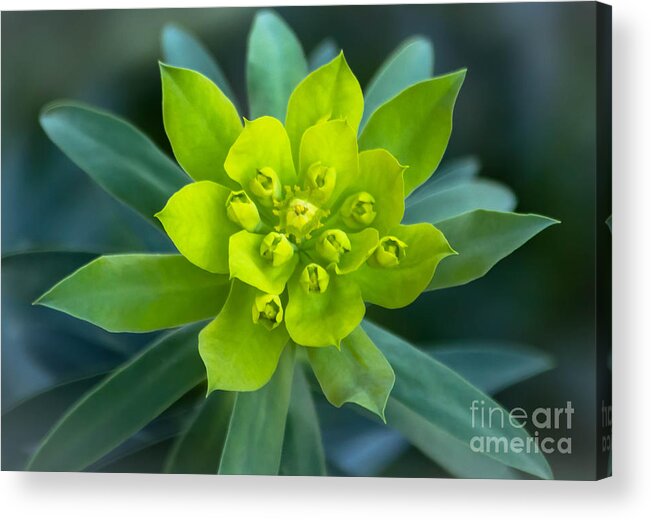 Chartreuse Acrylic Print featuring the photograph Chartreuse Flower by Amy Sorvillo