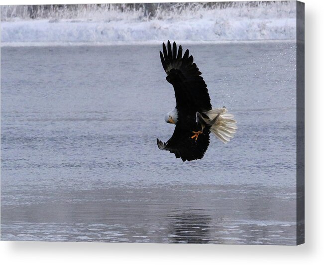  Acrylic Print featuring the photograph Checking Out Its Catch by Brook Burling