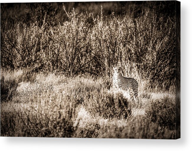 Cheetah Acrylic Print featuring the photograph Cheetah On The Prowl - Toned Black and White Namibia Africa Photograph by Duane Miller
