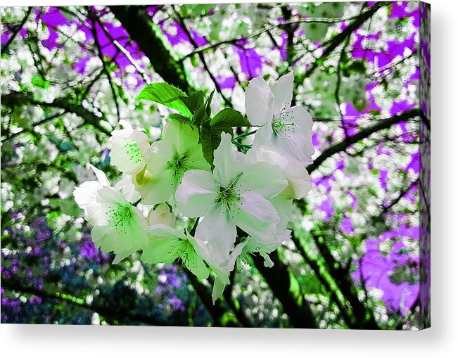 Fantasy Acrylic Print featuring the photograph Cherry Blossom Splash In Emerald Glow by Rowena Tutty