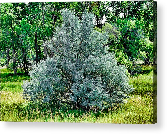 Cherry Creek Acrylic Print featuring the photograph Cherry Creek Trail Study 2 by Robert Meyers-Lussier