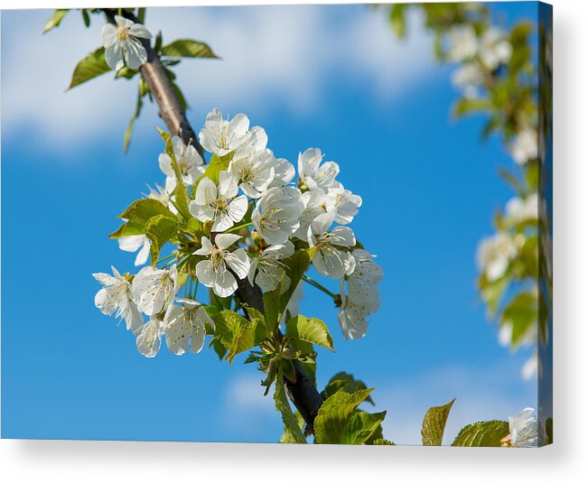 Cherry Acrylic Print featuring the photograph Cherry Tree Blossoms by Andreas Berthold